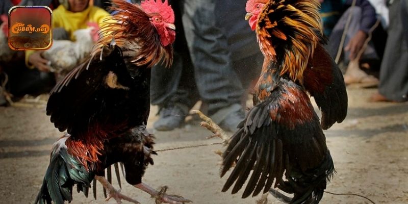 Trải nghiệm đá gà 88M với hình ảnh trực tiếp và âm thanh sống động