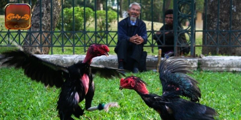 Khám phá các kèo cược đa dạng tại đá gà trực tiếp casino