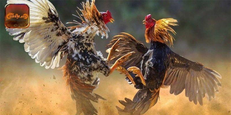 Kèo Cược Đá Gà