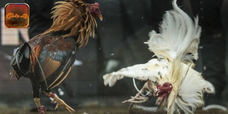 Khám phá các kèo cược đá gà tại 88M và chiến thuật thông minh