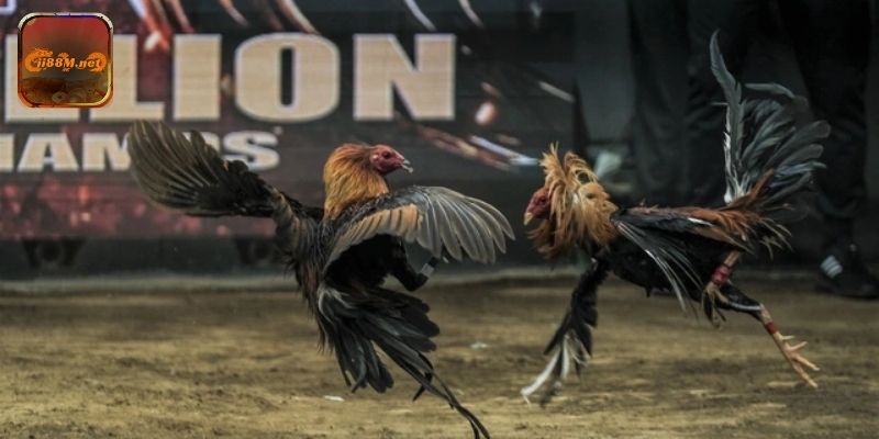 Trải nghiệm kèo cược đá gà tại 88M với hình ảnh trực tiếp và âm thanh sống động