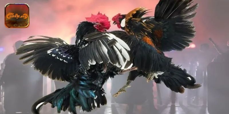 Sảnh Đá Gà W168